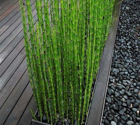 profilo in alluminio per delimitare aiuola in giardino con bambù